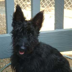 Meet your Posher, Sadie